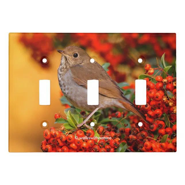 Hermit Thrush Songbird on Scarlet Firethorn Light Switch Cover