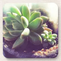 Hen and Chicks Plant Coaster