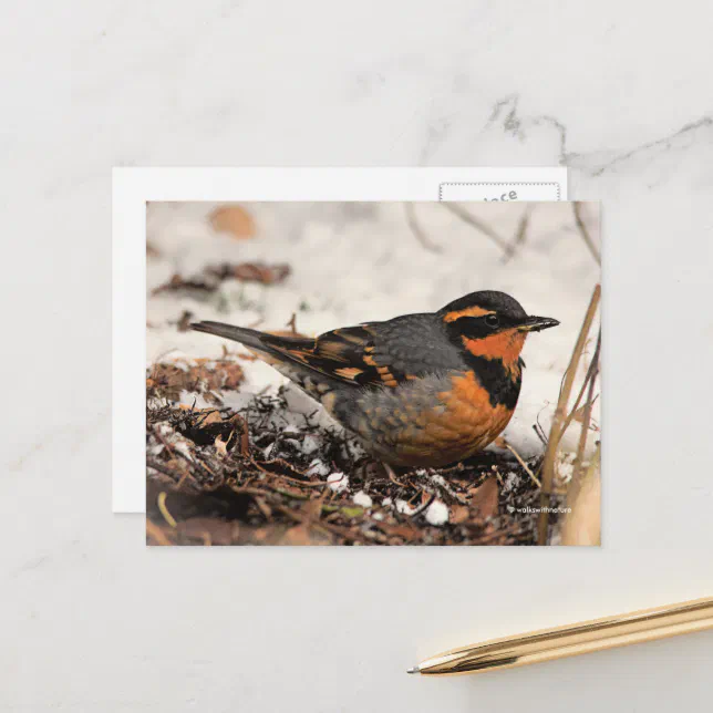 Stunning Varied Thrush Songbird in the Snow Postcard