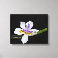 Canvas Print - Iris - Fortnight Lily