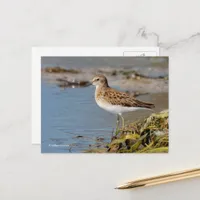 Least Sandpiper Shorebird on Mudflats Postcard