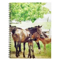 Mares and Foals Notebook