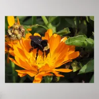 Poster - Feeding in Calendula