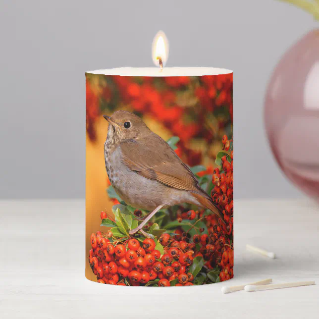 Hermit Thrush Songbird on the Scarlet Firethorn Pillar Candle