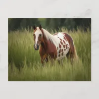 Unique Pinto Horse Postcard