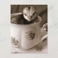 Chick In A Tea Cup Postcard