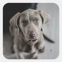 Adorable Gray Lab Puppy Dog Sticker