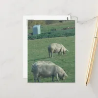 Amish Pasture Pigs Postcard