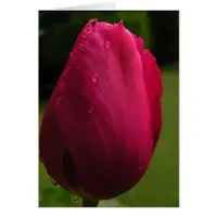 Spring Shower Tulip Card