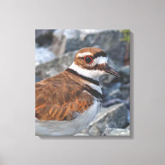 Closeup of a Killdeer Shorebird on the Rocks Canvas Print