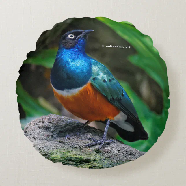 A Stunning African Superb Starling Round Pillow