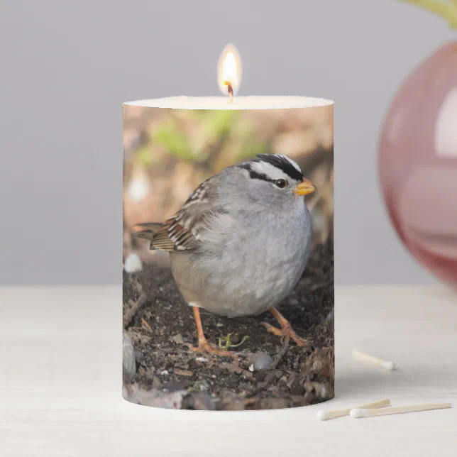 Chubby White-Crowned Sparrow in the Winter Sun Pillar Candle