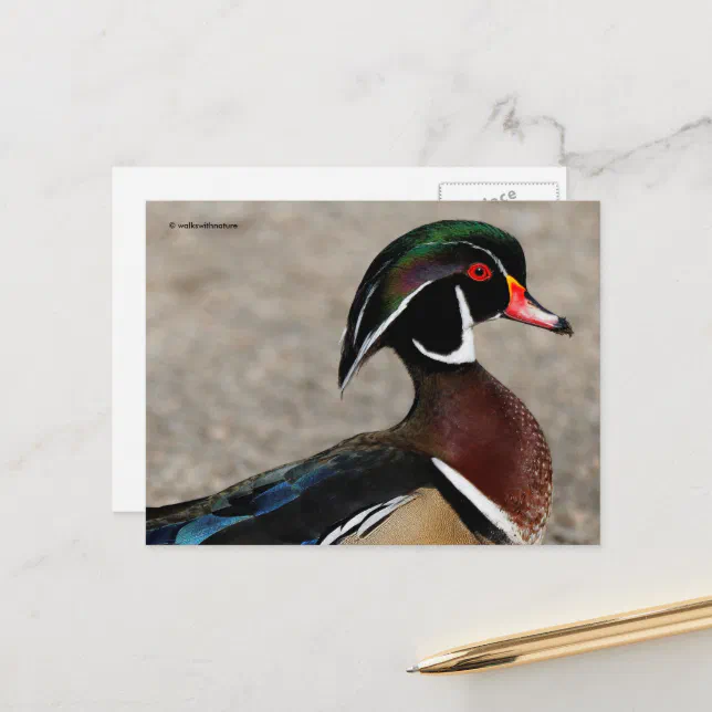 Profile of a Wood Duck Drake Postcard