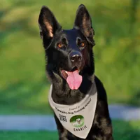 QR Code Dog Training Business Name Photo Taupe Pet Bandana Collar