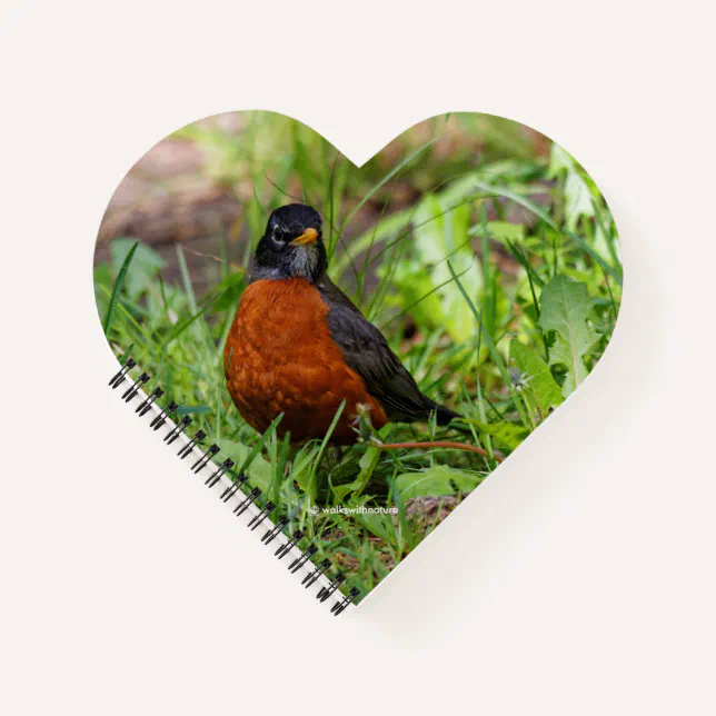 A Curious and Hopeful American Robin Notebook