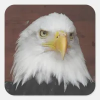 Photograph of an Eagle I Took in Dubuque, Iowa Square Sticker