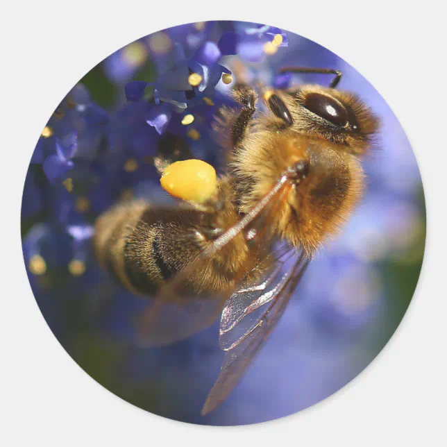 Beautiful Honeybee on the California Lilac Classic Round Sticker