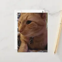 Cute Sleepy Ginger Kitty Postcard