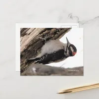 Hairy Woodpecker Working the Wood Postcard