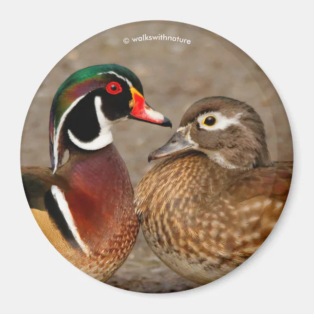 Beautiful Touching Moment Between Wood Ducks Magnet