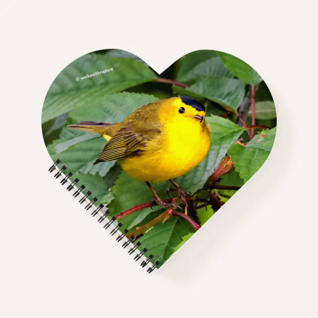 Beautiful Wilson's Warbler in the Cherry Tree Notebook