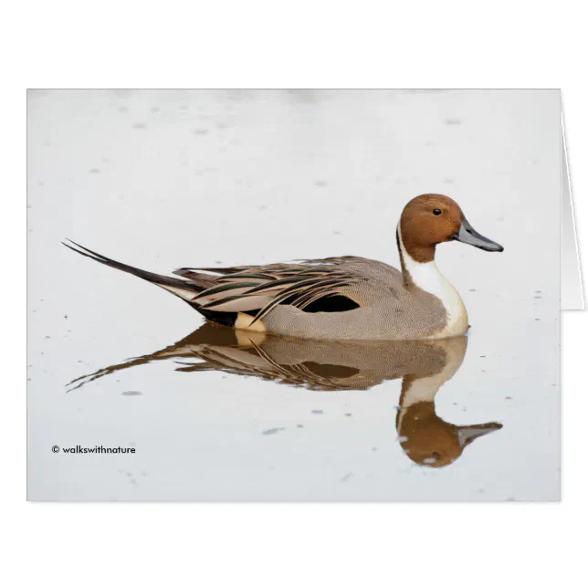 Reflections of a Northern Pintail Duck