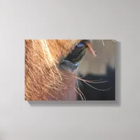 Horse Eye Canvas Print