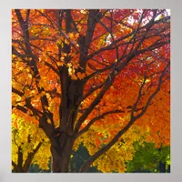 Autumn Leaves of Yellow and Orange Photo Poster