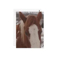 Gorgeous Winter Paint Horse Mare Postcard