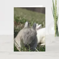 Baby Bunnies Card