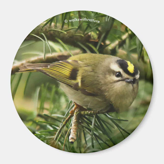 Cute Kinglet Songbird Causes Stir in the Fir Magnet