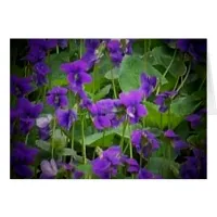 Wisconsin State Flower: Wood Violet Card