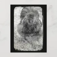 Silkie Postcard