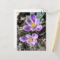 Purple Crocus First Flowers of Spring Postcard