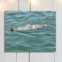 A Seal Floating Sunbathing  Metal Print