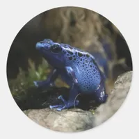 Blue Poison Arrow Frog Tarot Card Deck Classic Round Sticker