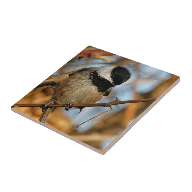 Cute Hopeful Black-Capped Chickadee Songbird Ceramic Tile