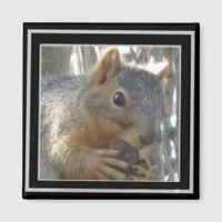 Magnet - Squirrel in Black Frame