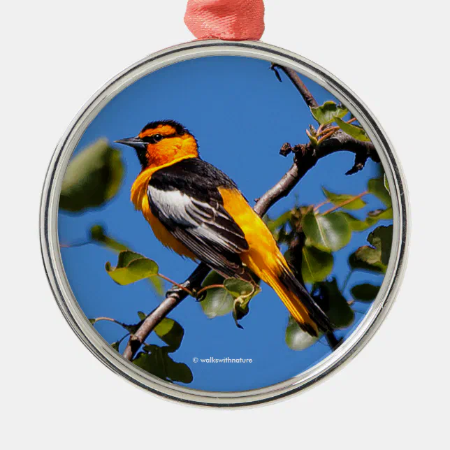 Beautiful Bullock's Oriole the Pear Tree Metal Ornament