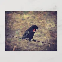 Red Winged Blackbird Postcard