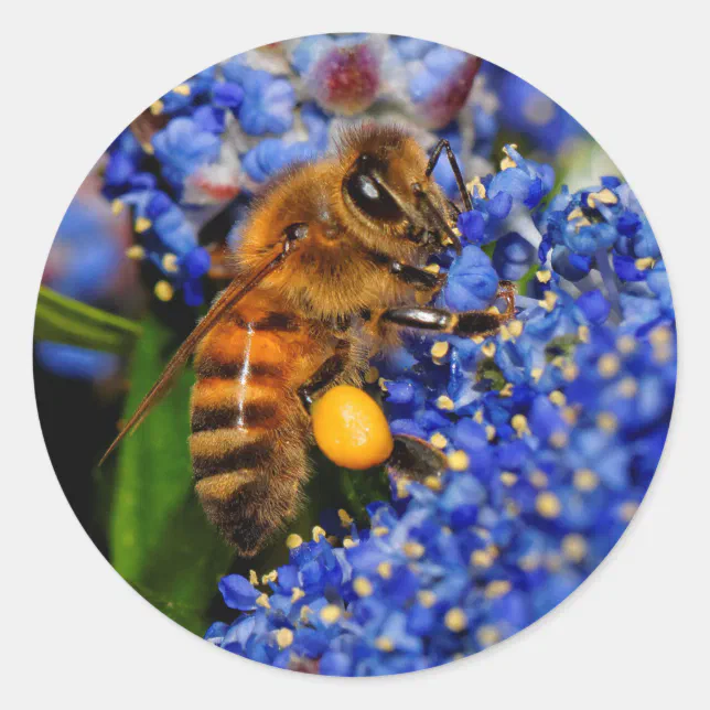 Honeybee: California Lilac Pollinator Classic Round Sticker