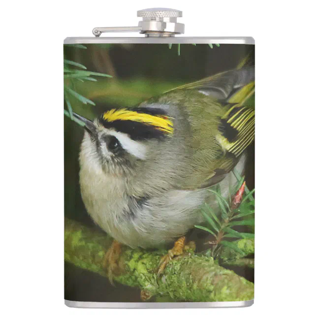 Cute Kinglet Songbird Causes Stir in the Fir Hip Flask