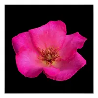 Felt pen Rose Poster