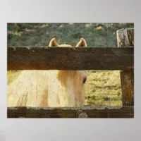 Palomino Peeking Through Fence Poster