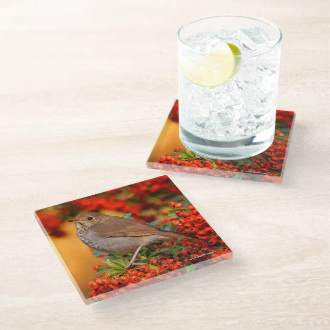 Stunning Hermit Thrush Songbird on Berry Bush Glass Coaster