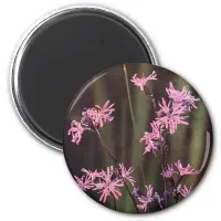 Wildflowers: Ragged Robin Magnet