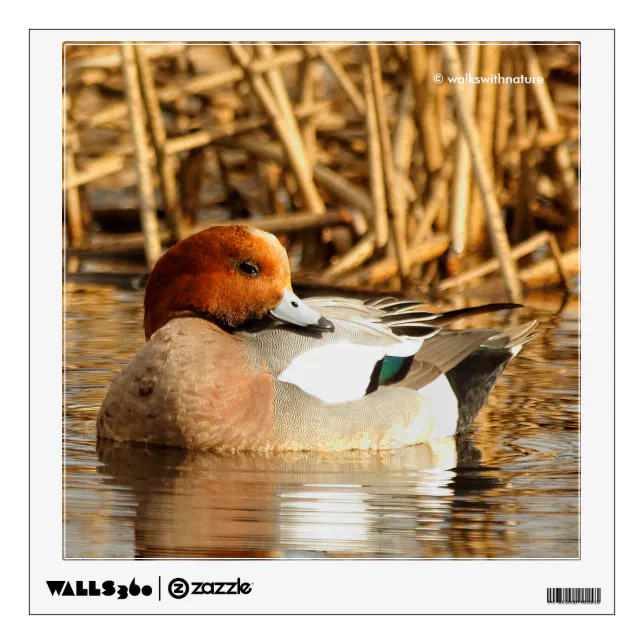 Handsome Stranger in Town Eurasian Wigeon Wall Sticker