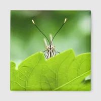 Funny Butterfly Peeks Over Leaf Magnet