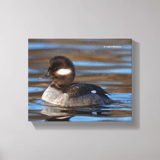 Sweet Bufflehead Duck on Sunlit Waters Canvas Print