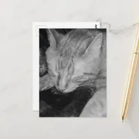 adorable ginger kitty in bed in black and white postcard
